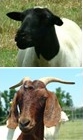 Small ruminant images