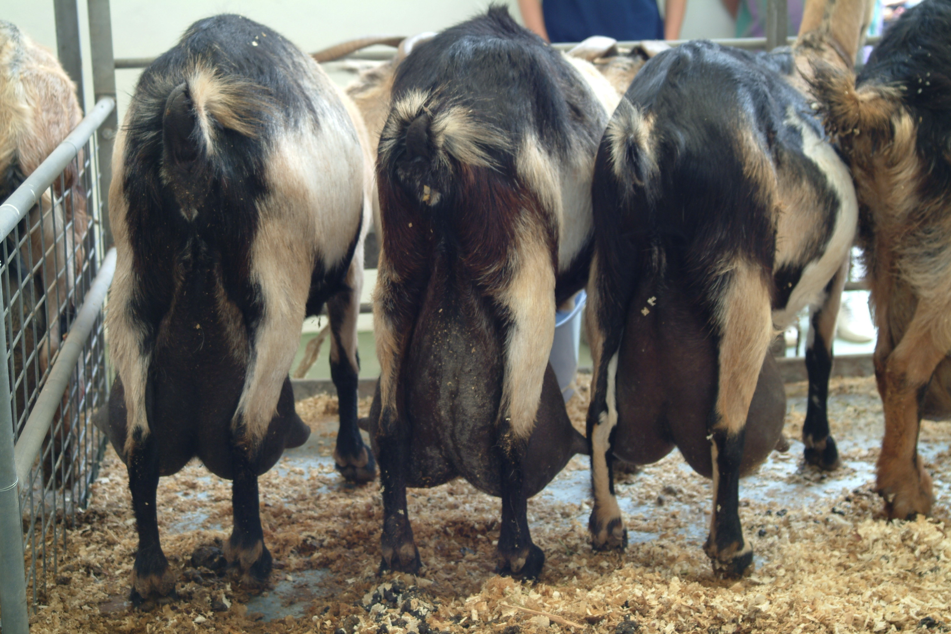 Boer, Meat, Dairy, South Africa