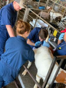 Cover photo for Goat Artificial Insemination Short Course