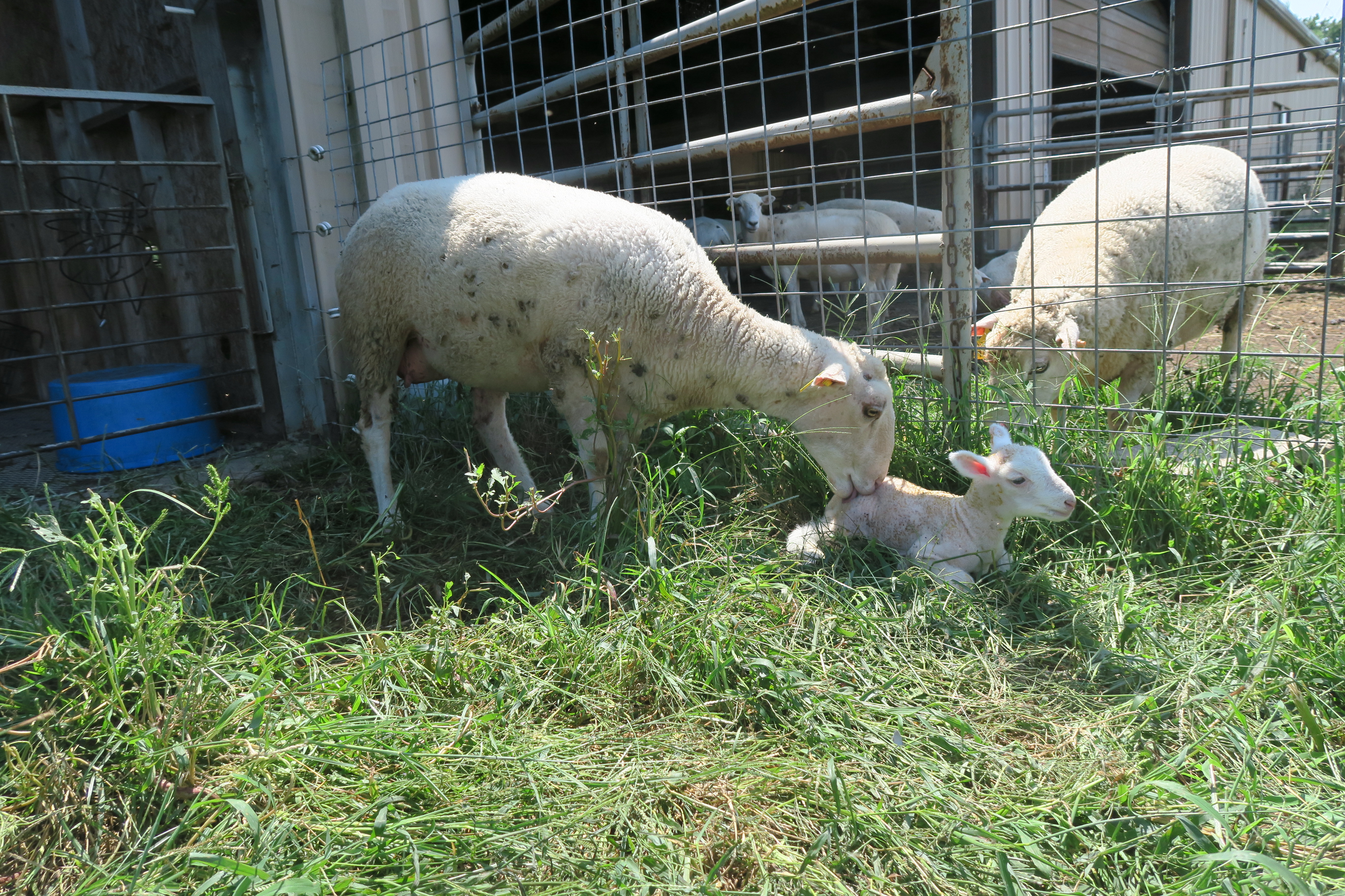 Lambs in pen