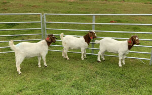 Cover photo for NCSU College of Veterinary Medicine Small Ruminant Husbandry Owner Workshop
